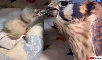 野生で生きていけるよう、保護したヒナを親鳥そっくりの人形を作ってお世話する保護施設