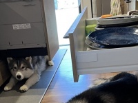 引き出しをあけると、その下で！？　ハスキーあるあるな〝謎行動〟に5.7万人ほっこり