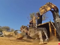 よかったよぅ！様々な事情で保護された動物たちを自然に帰す瞬間の映像まとめ
