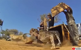 よかったよぅ！様々な事情で保護された動物たちを自然に帰す瞬間の映像まとめ