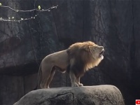 王者の咆哮。動物園に響き渡るライオンの雄叫びに拍手喝采（要音声）