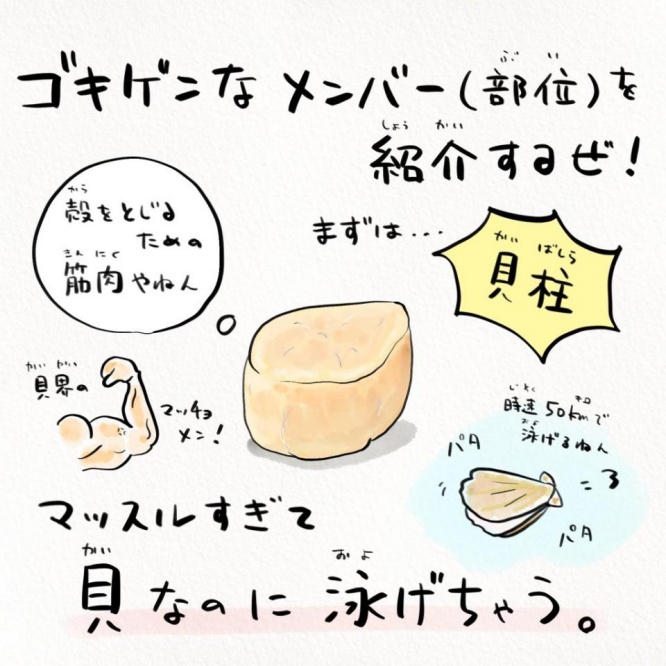 ホタテはマッチョマンだった