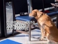 動物病院の待合室でおりこうさんに順番を待っていたゴールデン。リスさんの動画があれば病院も怖くないよ