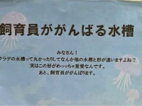 「飼育員ががんばる水槽」（画像提供：ウォット）