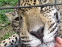 甘えん坊の赤ちゃんジャガーには理由があった。フェンス越しにモフられて喜ぶジャガー発見