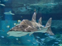 シノノメサカタザメ（画像提供：名古屋港水族館）