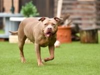 「パニックになった愛犬の前に現れた、2頭の大きなピットブル。飼い主の屈強な男性が、しゃがみ込む私たちに...」（石川県・40代女性）
