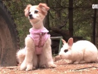 ウサギと犬はソウルメイト？散歩の途中で出会った2匹、いつか親友同士になる