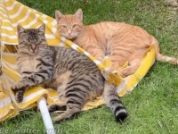 犬と猫とハリネズミ！トルコの居候猫たちの裏庭を、夜な夜な訪れる訪問者たち