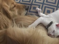 100個のオモチャを毎日2階に運び上げるセラピードッグのモヒートローズさん、保護子猫をウェルカム