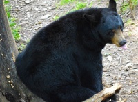 クマは数が数えられる。霊長類に匹敵する知能を持つ可能性（米研究）