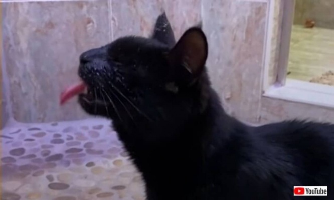 「早く水を出して！」シャワーが大好きな盲目の猫、毎日のお風呂タイムを満喫する