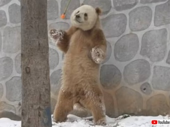 激レアの茶色パンダが進化した。チーザイは二足立ちを覚えた