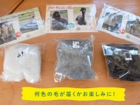 アルパカの毛、もらえます　北海道・剣淵町のふるさと納税返礼品に絶賛の声「幸福度高い」「心が温まる」