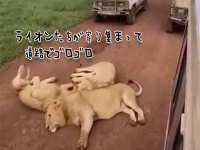怖かわいさの大渋滞。道路に寝そべり通行止めにした3頭のライオン