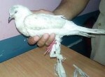 【悲報】白いハトが逮捕される…未だ拘束中