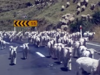 ちょっと通りますのレベルじゃない！先頭集団も最後尾すら見えない羊たちの道路横断映像（ニュージーランド）
