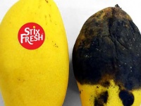 貼るだけで果物が長持ちするシールが開発される（マレーシア）