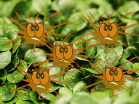 植物は侵入者と戦う際、細胞を再プログラムして戦闘モードに突入する