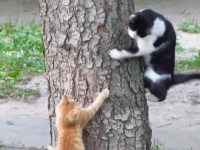 割とスパルタ？猫のお父さん、子猫に木登りを教えて、いるのか？