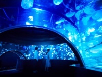 クラゲのトンネルのような水槽も（画像は京都水族館公式サイトより）