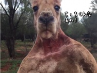 カンガルー界筋肉番付常に上位。なわばりに入ってきた人間男性を筋肉で威嚇する、ロジャー氏の最新映像