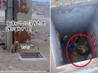 穴に落ちた仲間を救ってほしくて必死に人間に助けを求めた犬