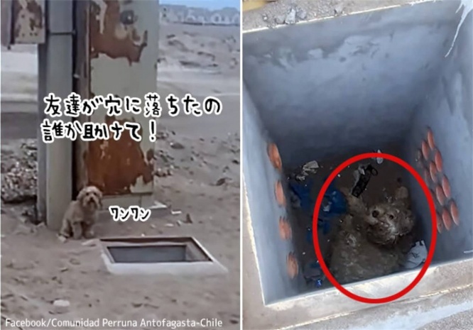 穴に落ちた仲間を救ってほしくて必死に人間に助けを求めた犬