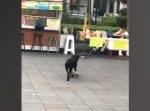 スケボーに乗ったワンちゃんが路上のお店に衝突する事故を起こしてしまう…！