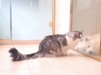 「お風呂？頑張ってくるといいニャ！」サモエド犬のバスタイムをまったり見守る同居猫