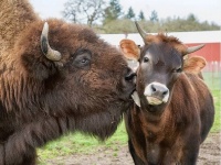 盲目の孤独なバイソン、子牛と出会ったおかげで親友の絆を育み自信を芽生えさせる（アメリカ）
