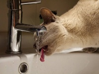 猫に水を与えるため風呂場の水道を流しっぱなしにしている隣家に悩む住人がネットに相談