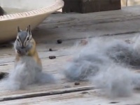 毛玉はもれなく回収するよ！ウサギの抜け毛を集めるシマリス