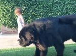 巨大なワンちゃんの散歩をする小さな男の子の対比が微笑ましい…！