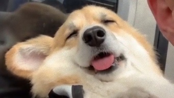 今日も一日頑張ったから。電車の中でうっかりうとうと寝るコーギーの姿に関する海外の反応