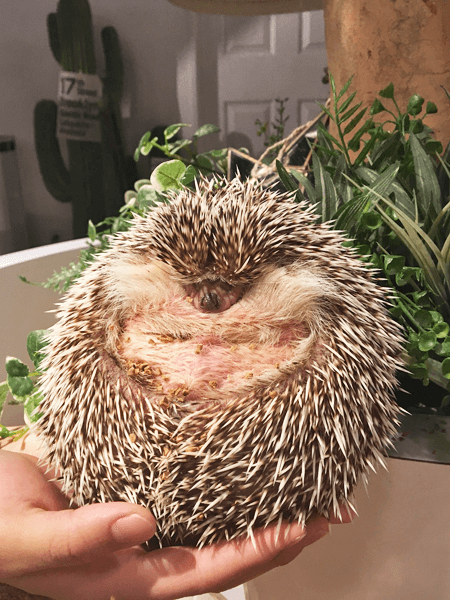 【体験】人気ハリネズミカフェ®HARRYは「見る&触れる」「買う&飼う」ができる新感覚カフェ#10