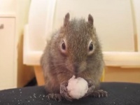 斜め上の展開！おにぎりをもぐもぐ食べるリスが最後にとった行動にびっくり