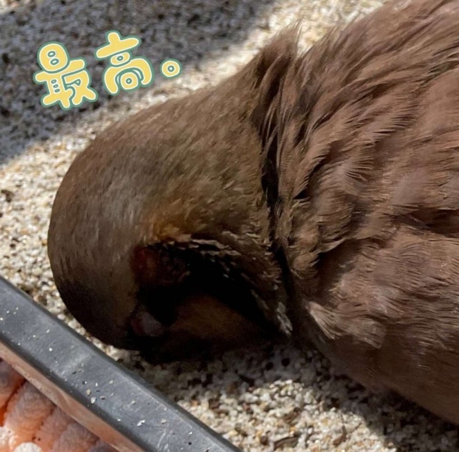 気持ちよさそうだ