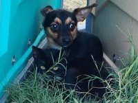 誰も私たちを引き離すことはできない。身を寄せあって外の世界で生きていた犬と猫、紆余曲折を経てようやく保護される