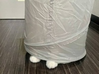 あれれ～？どこかな？　〝いなくなっちゃった猫〟が可愛すぎて2.3万人もん絶