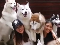 一度体験したかった、ハスキーまみれ。ハスキー犬だらけの犬カフェがタイにオープン！