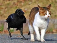 あのさ、イタズラもほどほどにね！あちこちイロイロちょっかいを出しちゃってるカラスたちの写真集