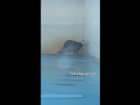 お鼻を冷やす（鳥羽水族館のツイートより）
