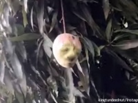 人面マンゴの出現に「魔術に違いない！」とアフリカの人々が狂乱