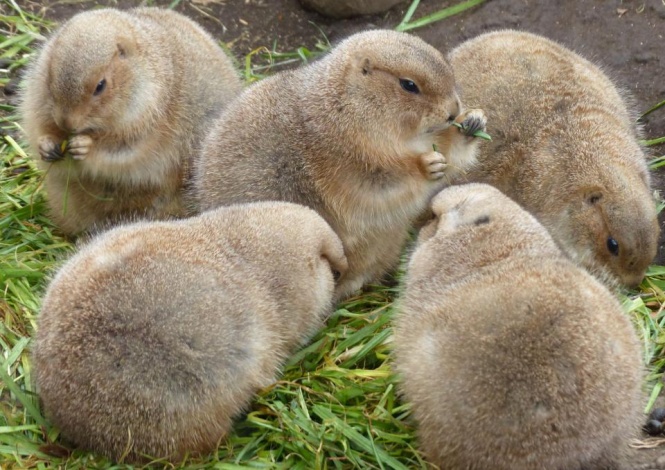 冬の姿（写真は(公財)東京動物園協会提供）