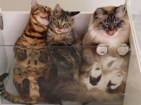 高いところから失礼いたします。キッチンの上からやたら肉球を見せつけてくる猫ズ