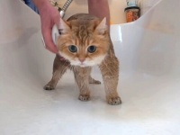 愛猫のために新アイテムを導入！マッサージ機能付きのシャワーヘッドに怪訝な顔をするホシコさん