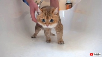 愛猫のために新アイテムを導入！マッサージ機能付きのシャワーヘッドに怪訝な顔をするホシコさん