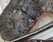 漁師も魚屋も「初めて見た」　新潟で捕獲された〝激レアサメ〟の正体とは