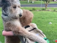 愛犬の「お帰りなさい！」のビッグ・ハグ！スクールバスから大好きな人が下りてきた！お出迎えするいわんこが可愛い過ぎる件